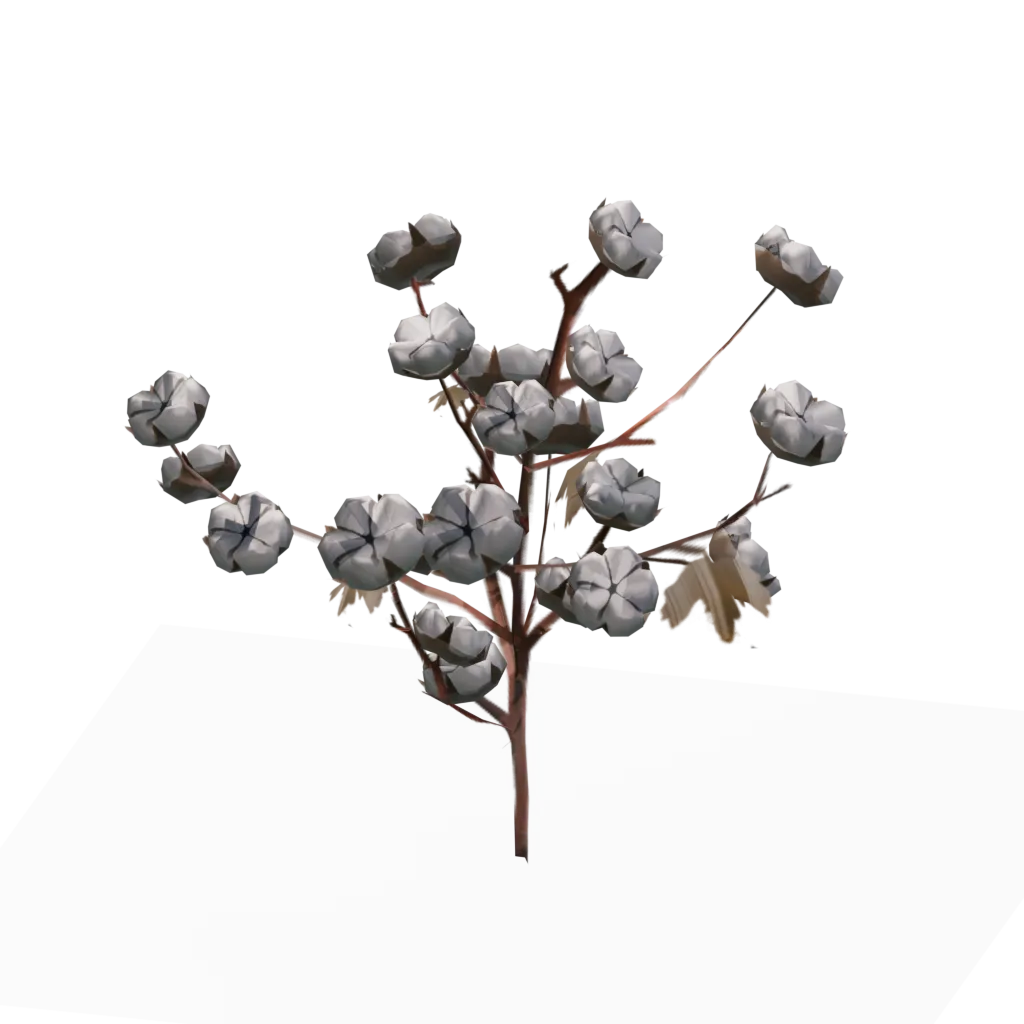 Cotton