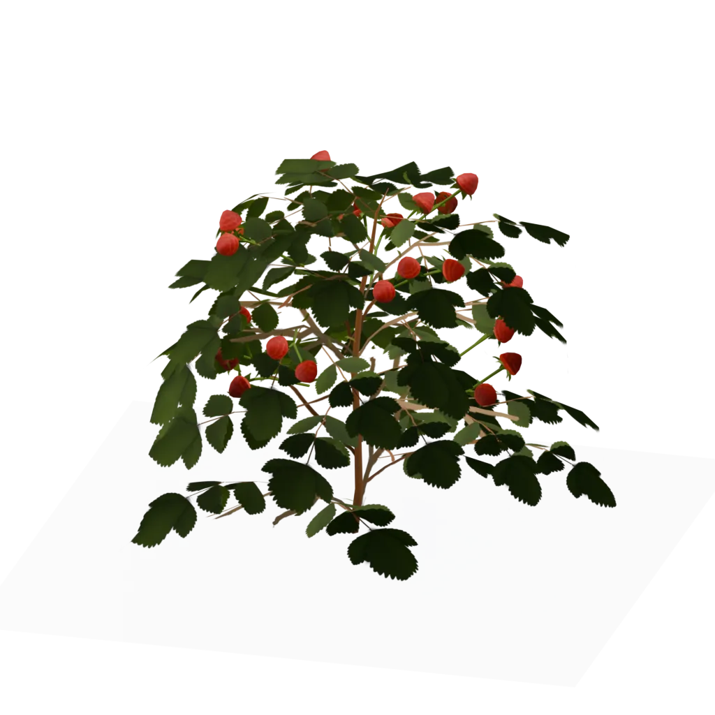 Raspberry