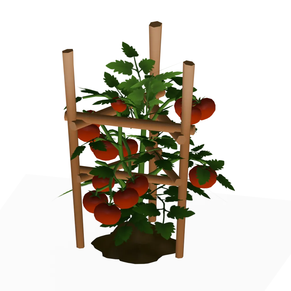 Tomato